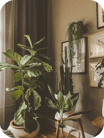 Living room full of plants